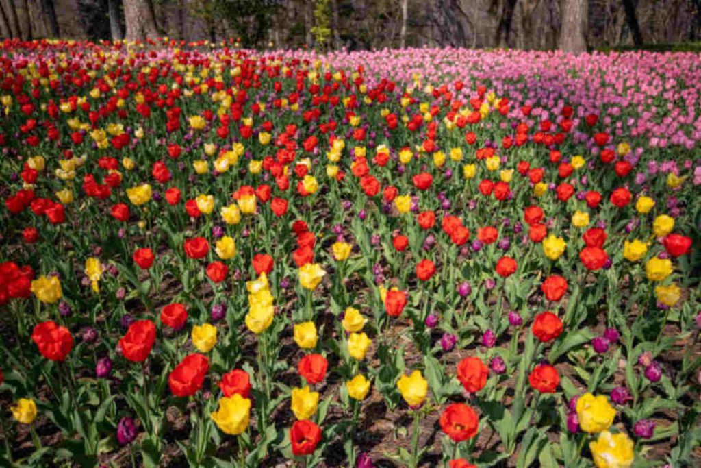 The Flower Bowl Inkster, MI