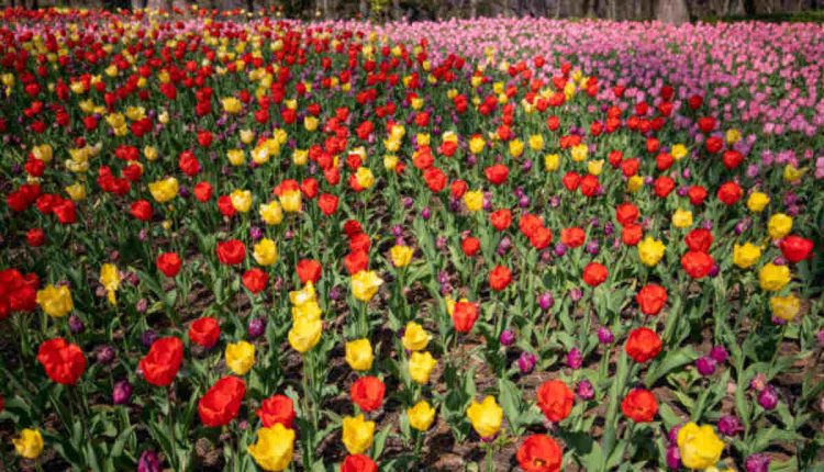 The Flower Bowl Inkster, MI