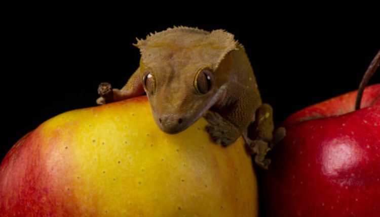 Mango Pangea Crested Gecko Food Review