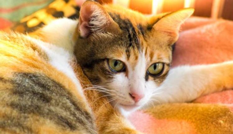 Bakersfield Pets Craigslist Effectively