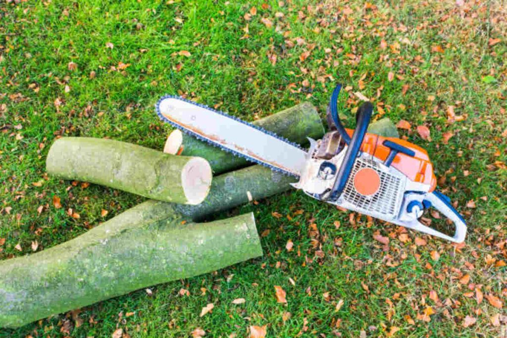 tree removal fremont