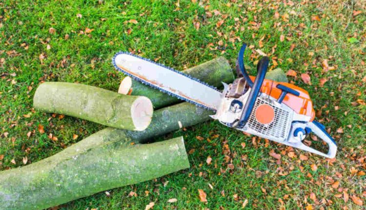 tree removal fremont