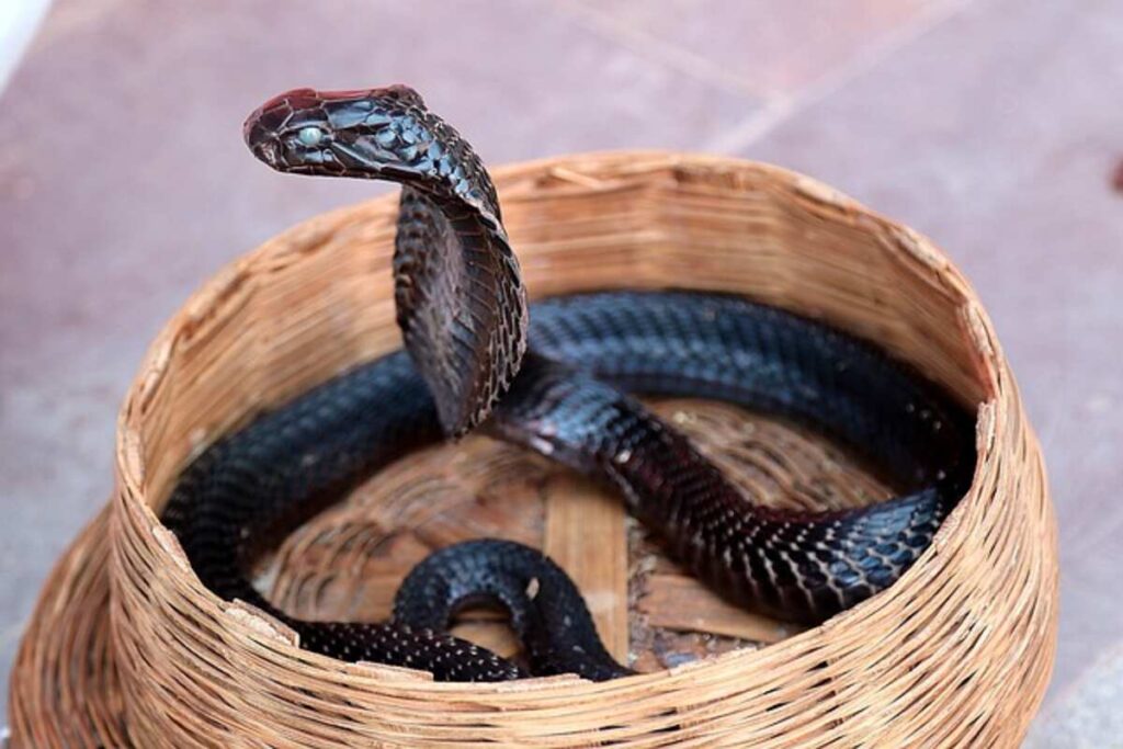 Habitat and Behavior of King Cobras