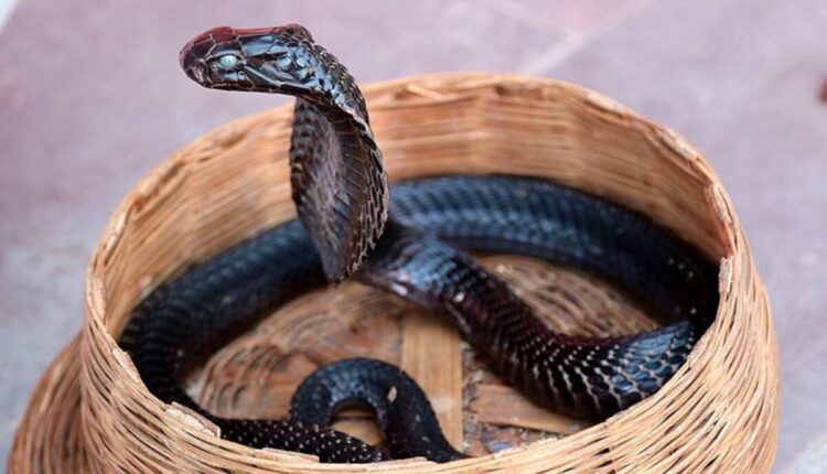 Habitat and Behavior of King Cobras