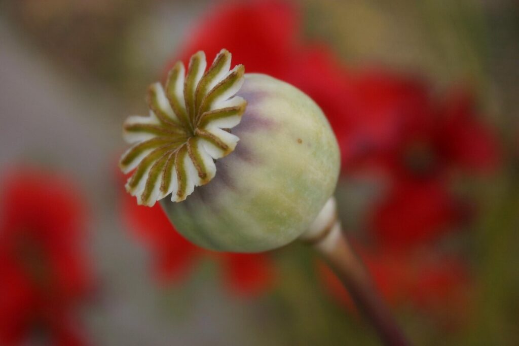 dried poppy pods usa