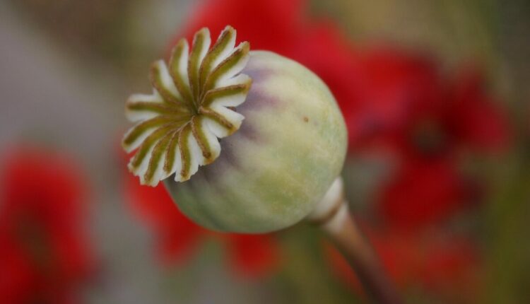 dried poppy pods usa